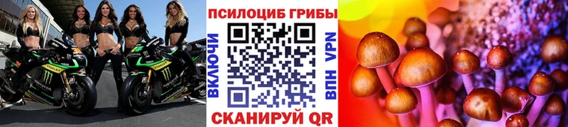 Купить закладки Шахунья Галлюциногенные грибы GOLDEN TEACHER